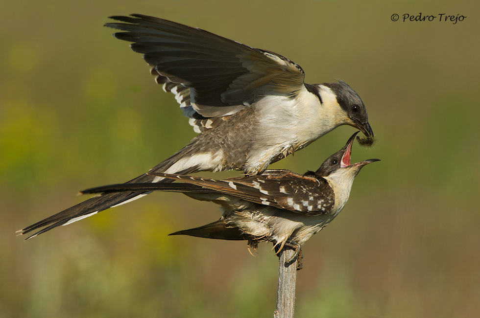 Críalo (Clamator glandarius)